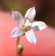 صورة Wahlenbergia cernua (Thunb.) A. DC.