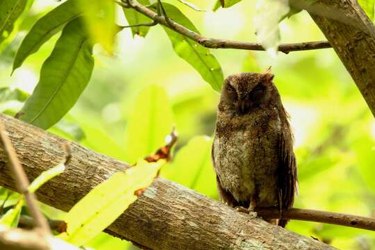 Image of Elegant Scops Owl