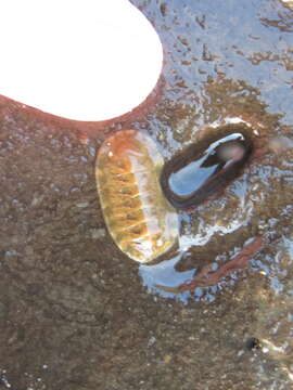 Image of Lepidozona pectinulata (Carpenter ex Pilsbry 1893)