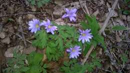 Image of blue anemone