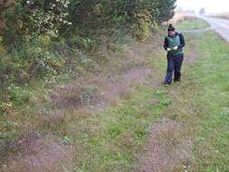 Image de Digitaria cognata (Schult.) Pilg.