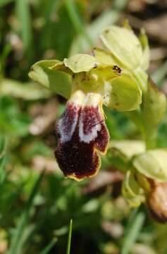 Image of Dark bee orchid