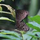 صورة <i>Euploea camaralzeman malayica</i>