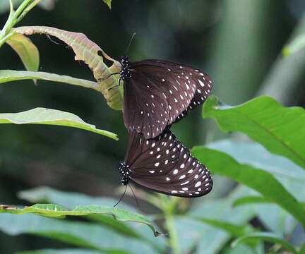 صورة <i>Euploea camaralzeman malayica</i>