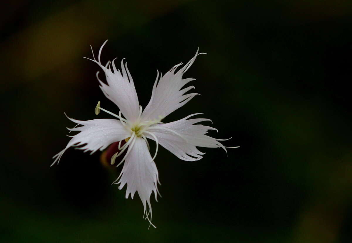 Image of Dianthus mooiensis subsp. kirkii (Burtt Davy) Hooper