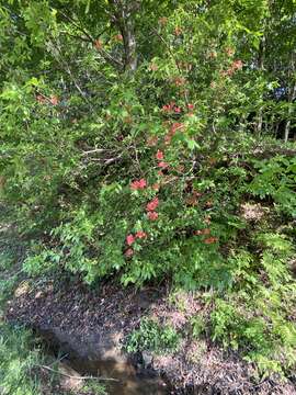 Слика од Rhododendron kaempferi Planch.