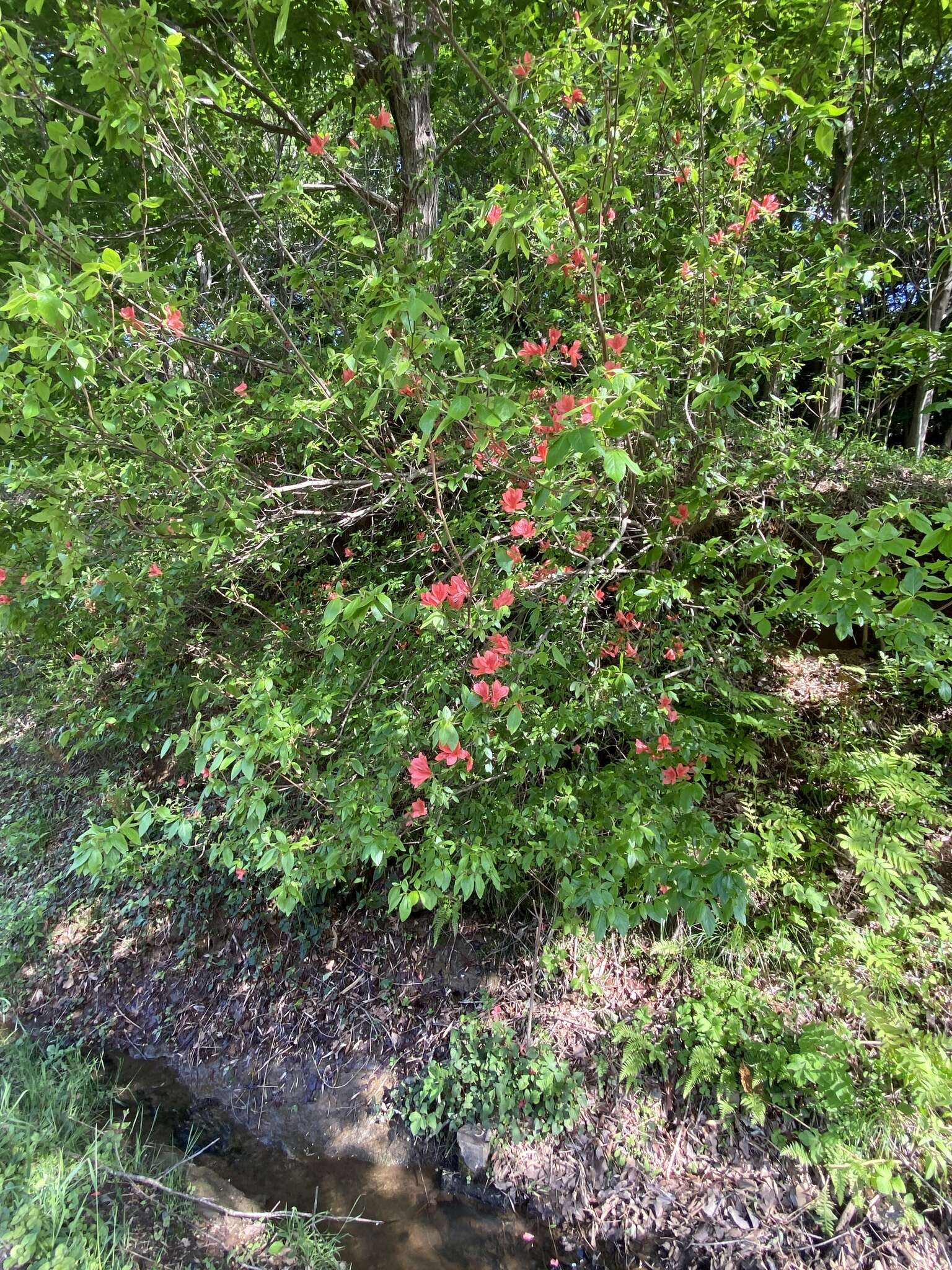 Image of Rhododendron kaempferi Planch.