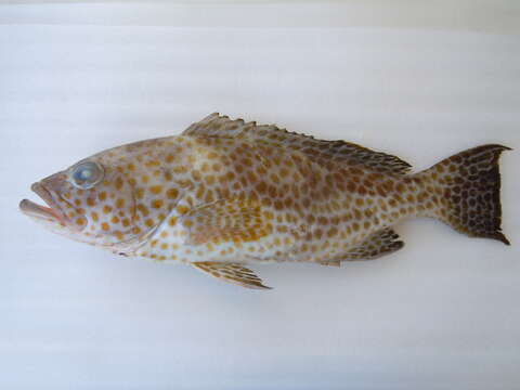 Image of Areloate grouper