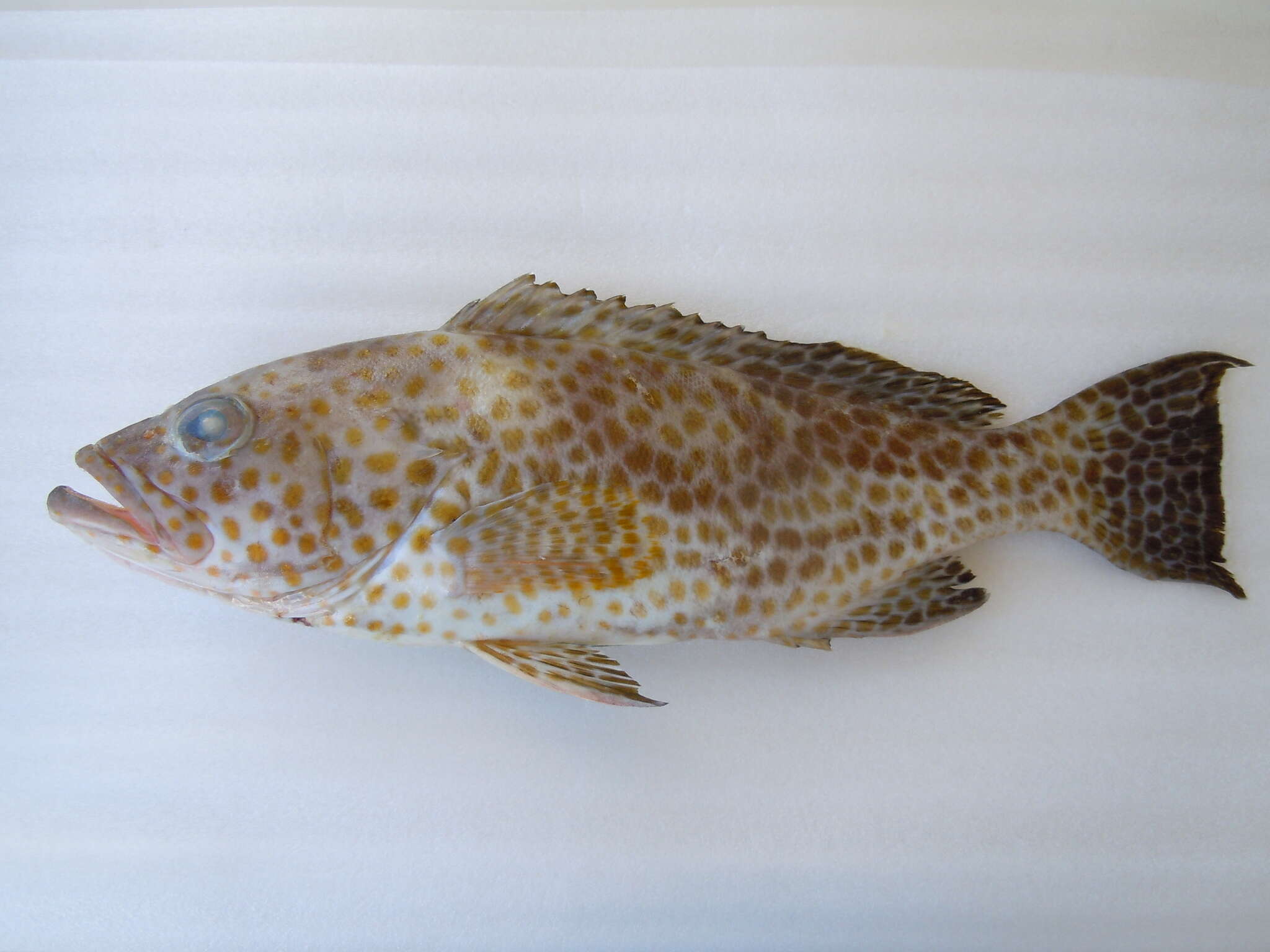 Epinephelus areolatus (Forsskål 1775) resmi