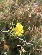 Image of Diplotaxis ibicensis (Pau) Gomez-Campo