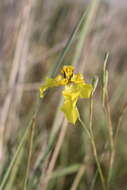 Image of Cypella armosa Ravenna