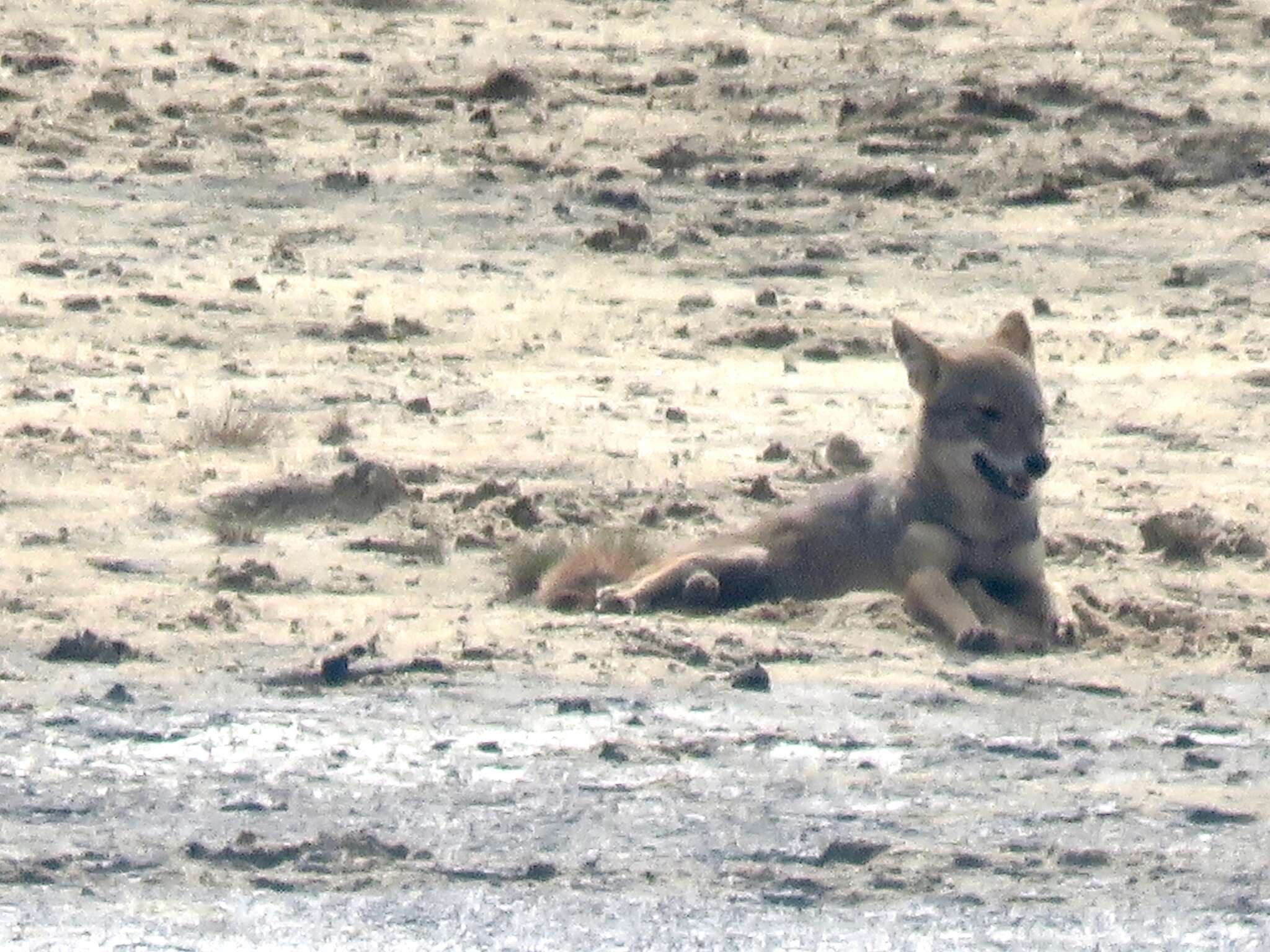 Image of Sri Lankan jackal