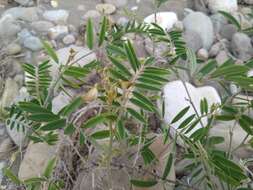 Image of white hoarypea