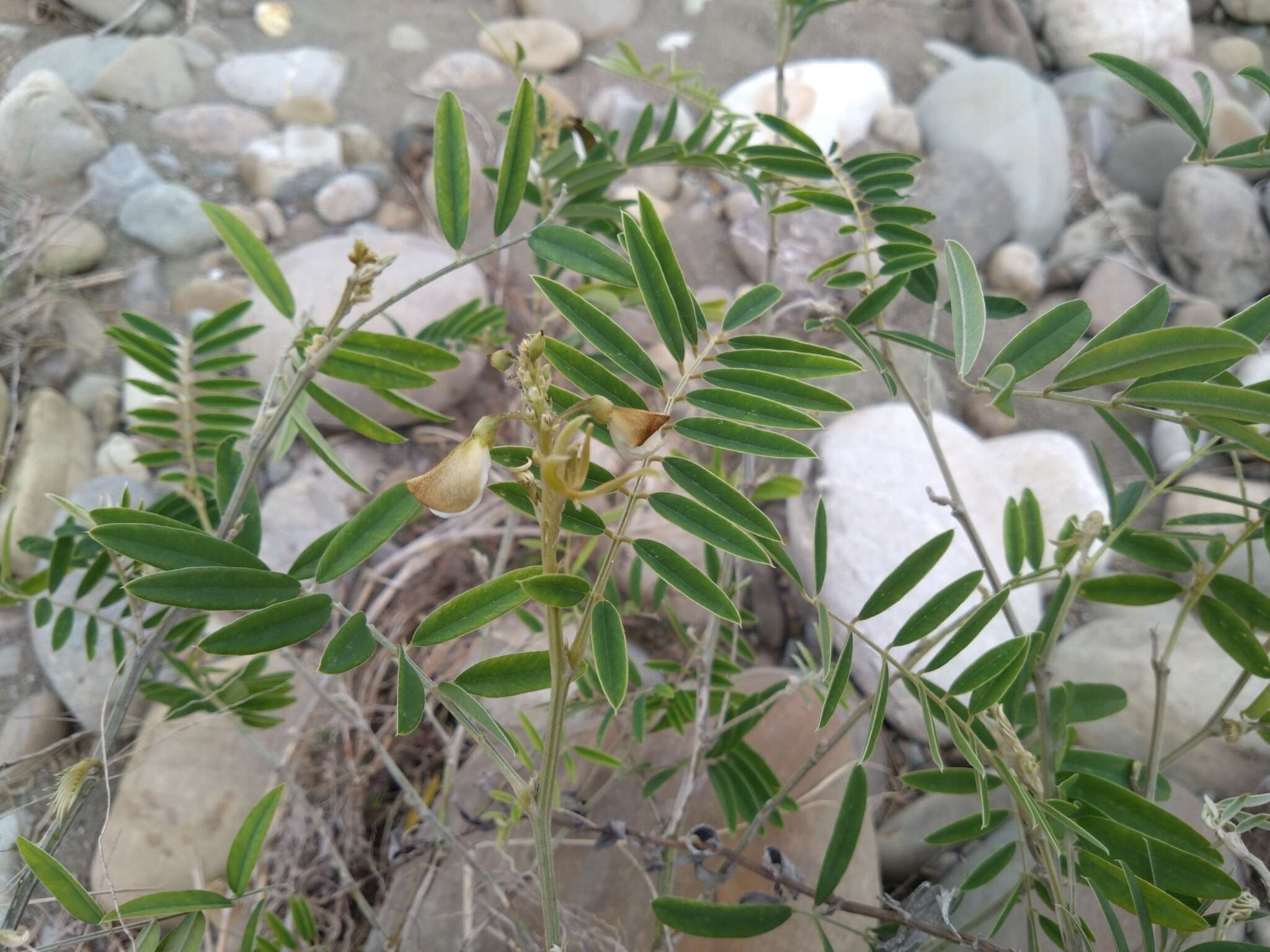 Image of white hoarypea