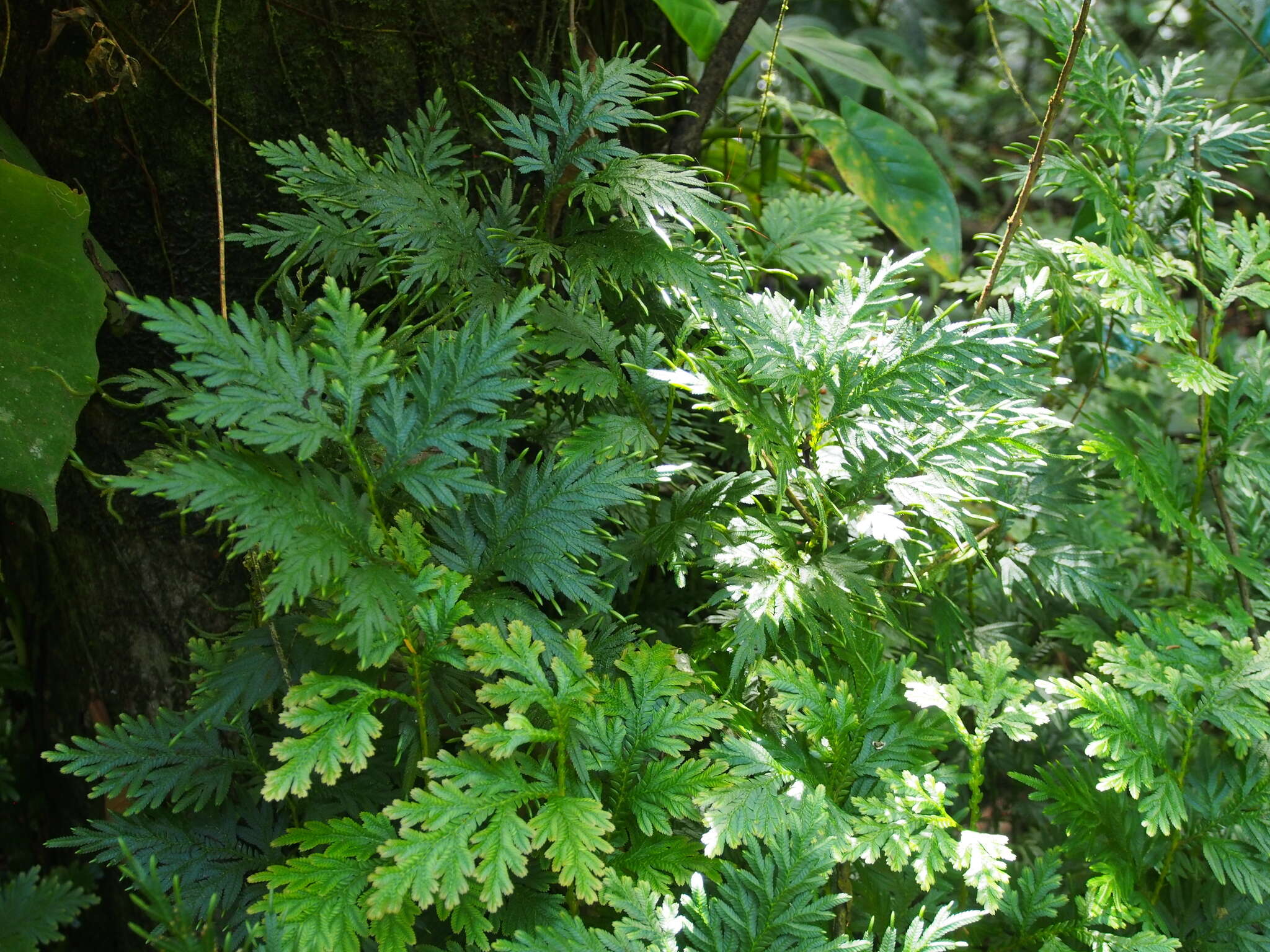 Image of Selaginella anceps (C. Presl) C. Presl