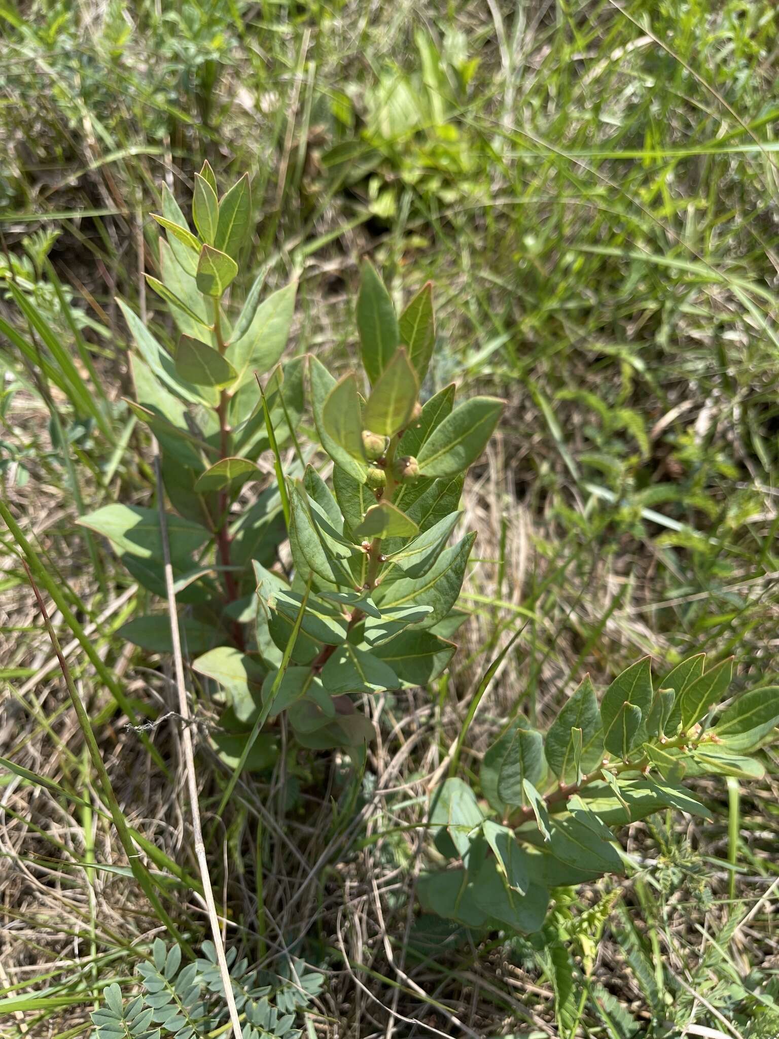 Image of Clutia monticola S. Moore