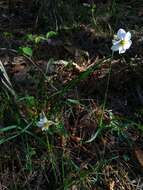 Image of Pheasant's-eye narcissus