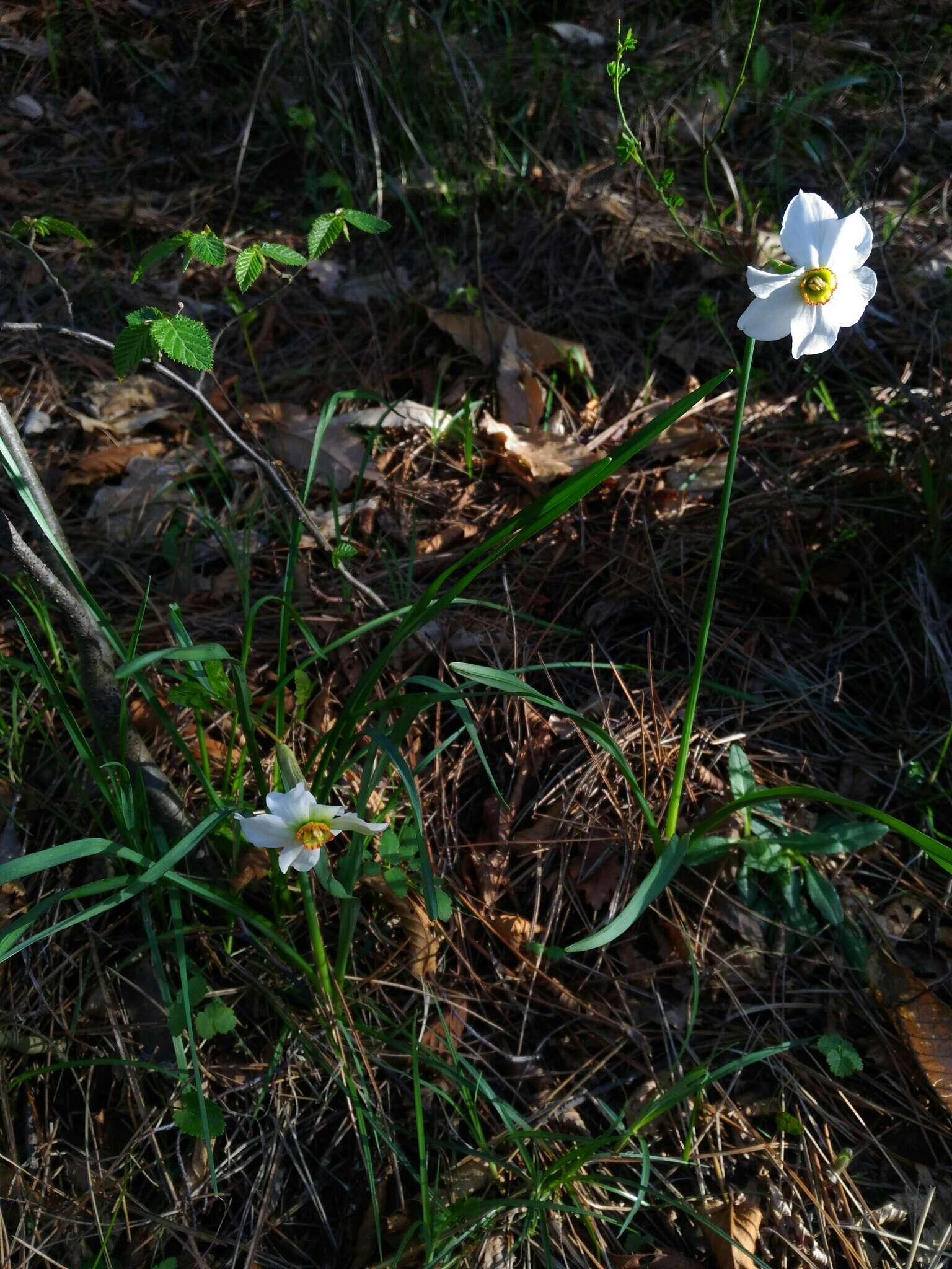 Image of Pheasant's-eye narcissus