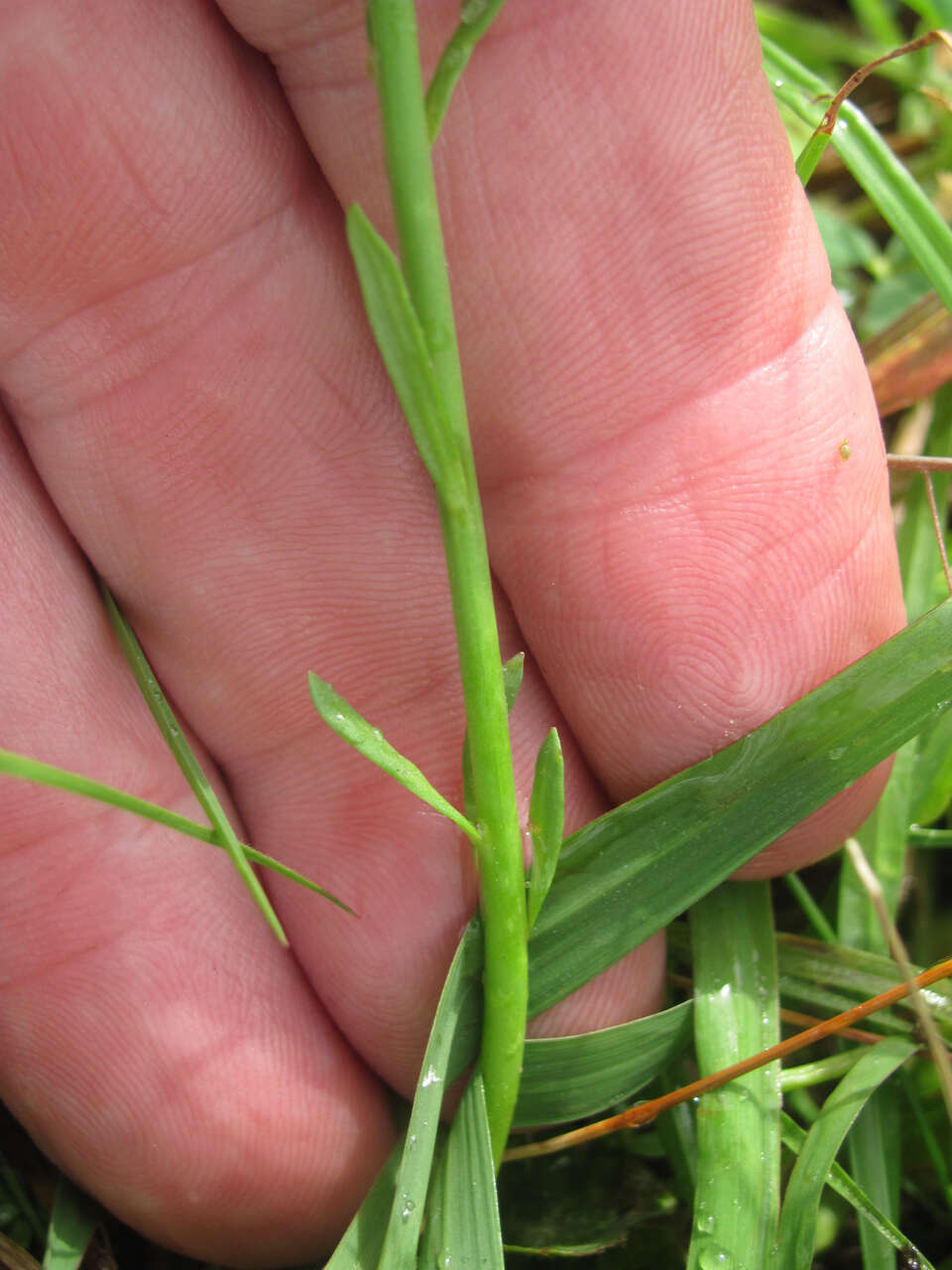 Image of Texas toadflax