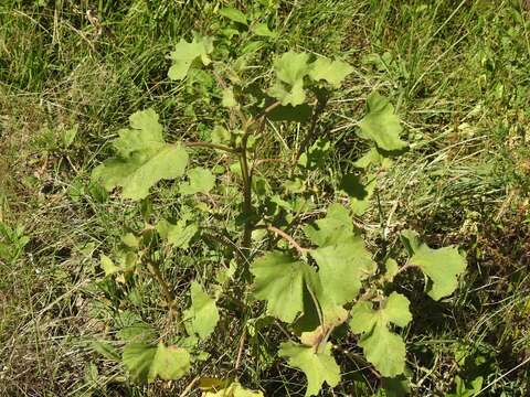 Imagem de Xanthium orientale subsp. italicum (Moretti) Greuter