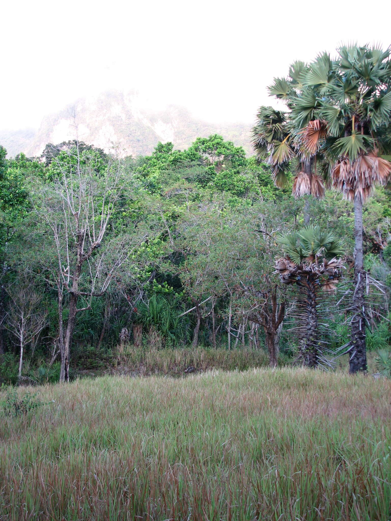 Image of toddy palm