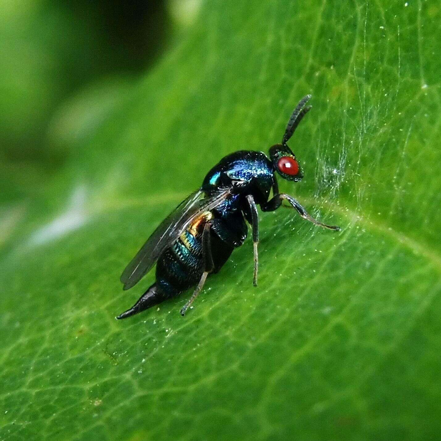 Image of Ormyrus nitidulus (Fabricius 1804)