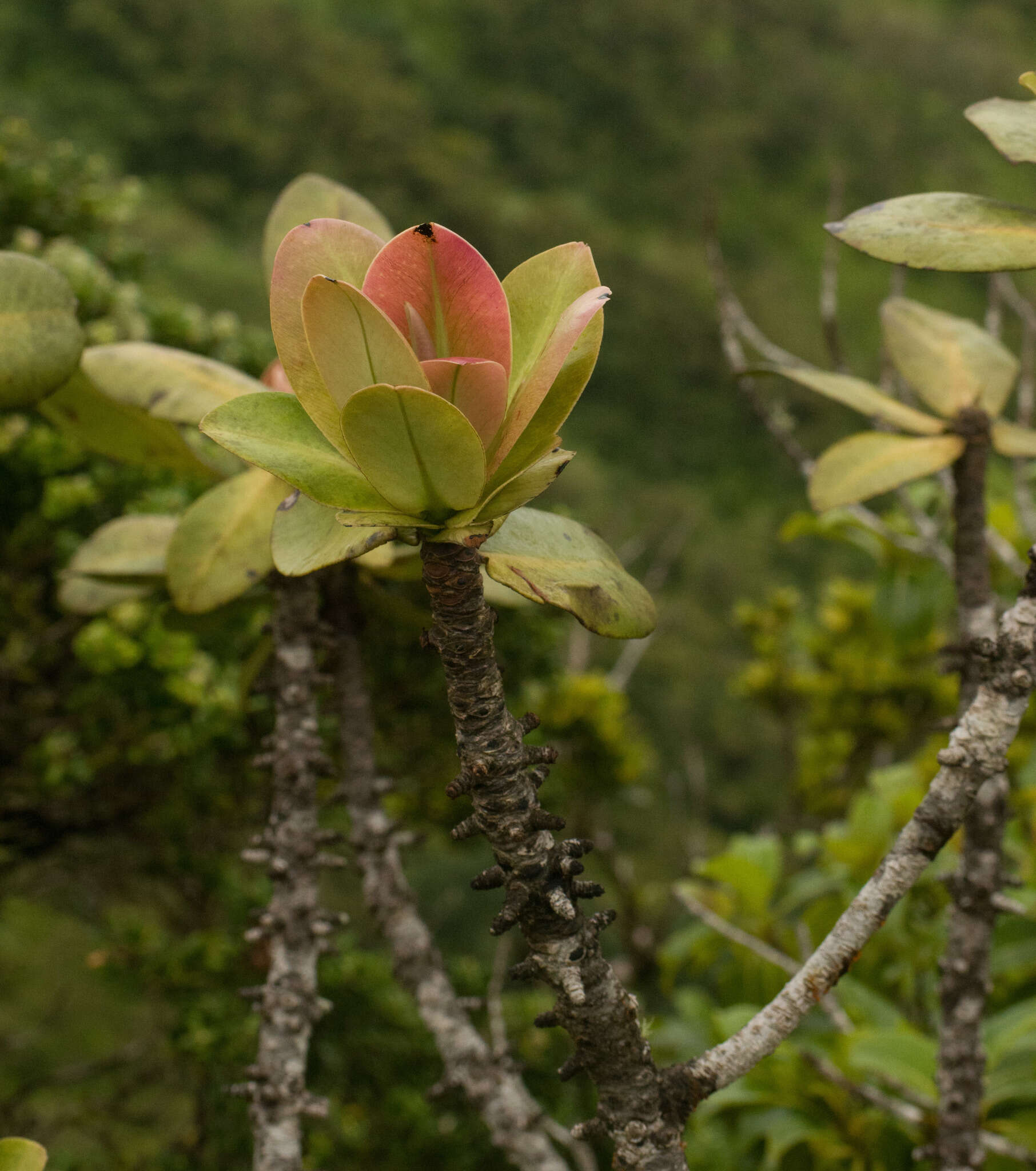 Image of Molokai colicwood