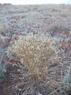 Plancia ëd Klasea erucifolia (L.) Greuter & Wagenitz