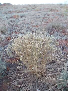 Plancia ëd Klasea erucifolia (L.) Greuter & Wagenitz