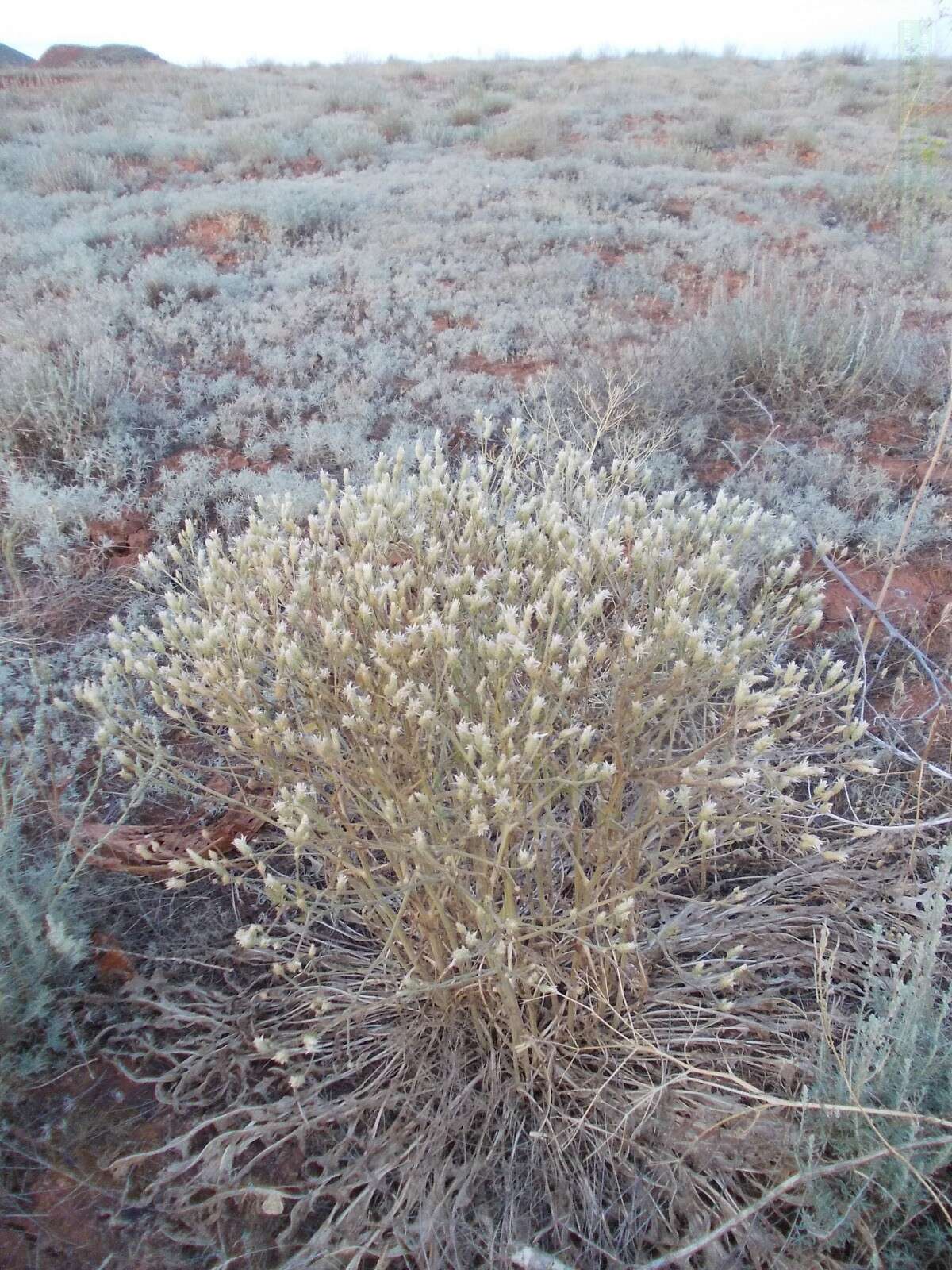 Plancia ëd Klasea erucifolia (L.) Greuter & Wagenitz