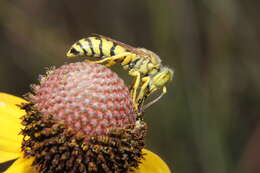 Image of Glenostictia pictifrons (F. Smith 1856)