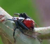 Image of Brown Flower Spider