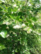 Image of Friar's balsam