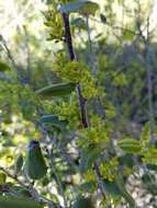 Image of hollyleaf buckthorn