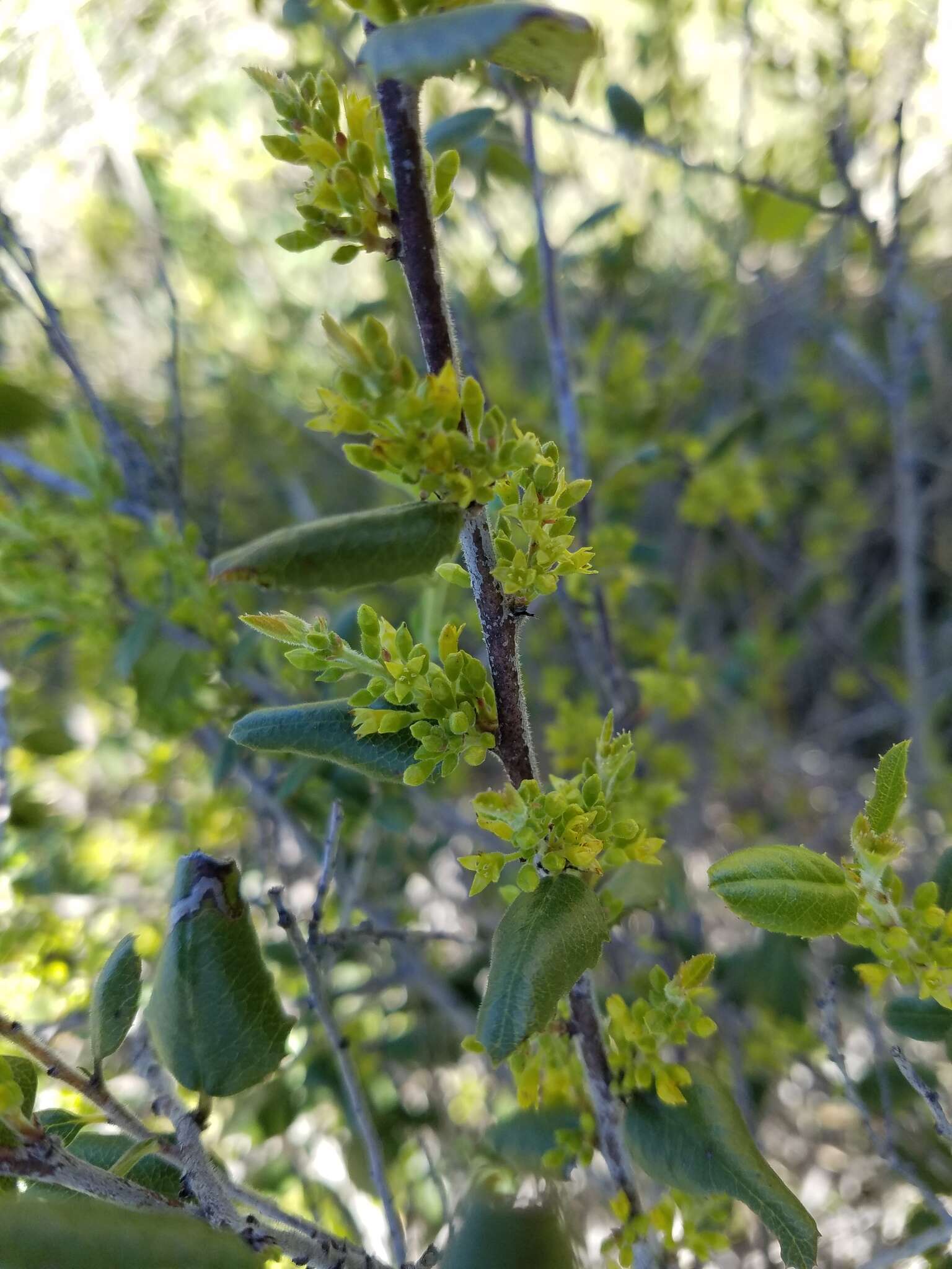 Image of hollyleaf buckthorn