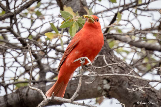 Imagem de Piranga rubra cooperi Ridgway 1869