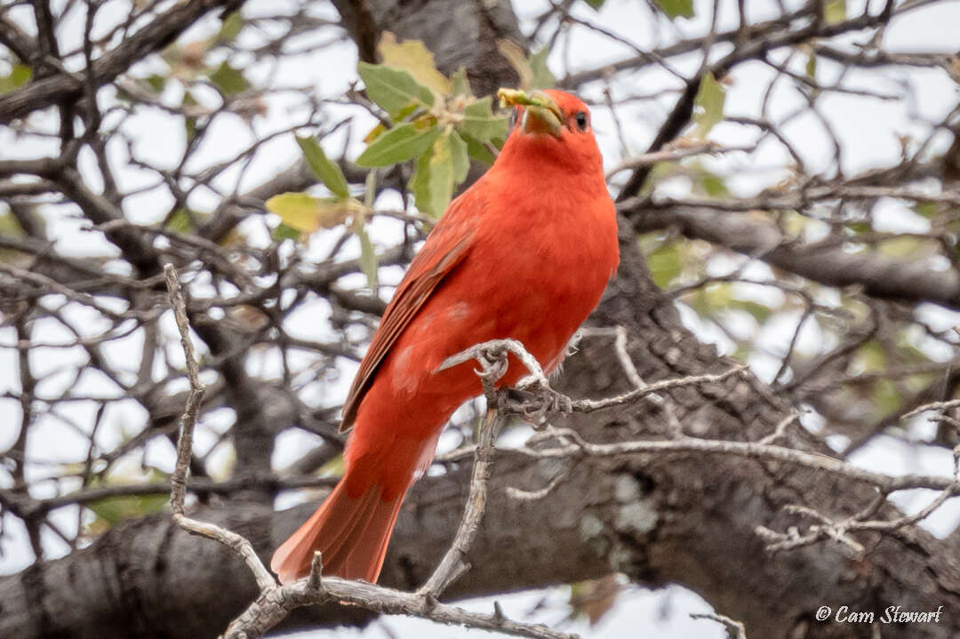 Image of Piranga rubra cooperi Ridgway 1869