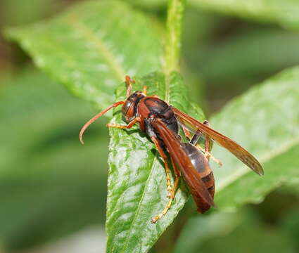 Image of Polistes erythrinus Holmgren 1868