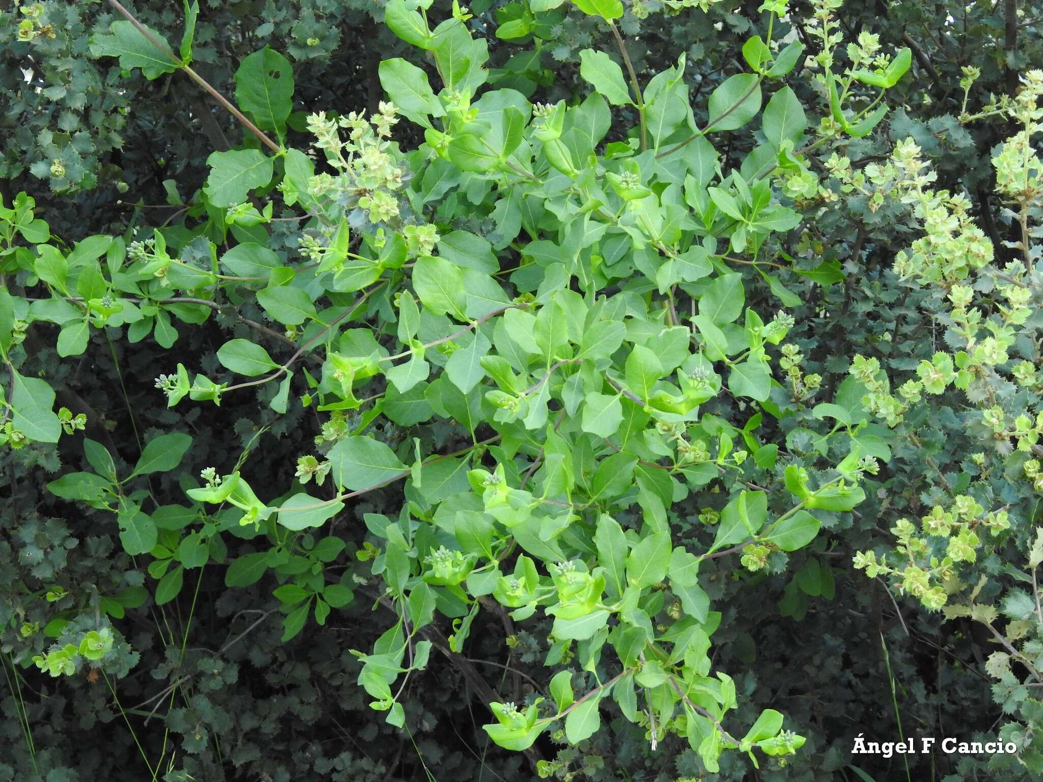 Image of Etruscan honeysuckle