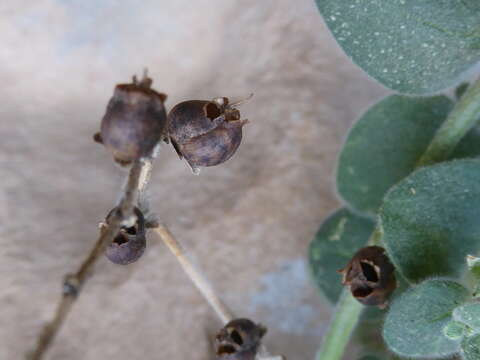 Plancia ëd Antirrhinum molle L.