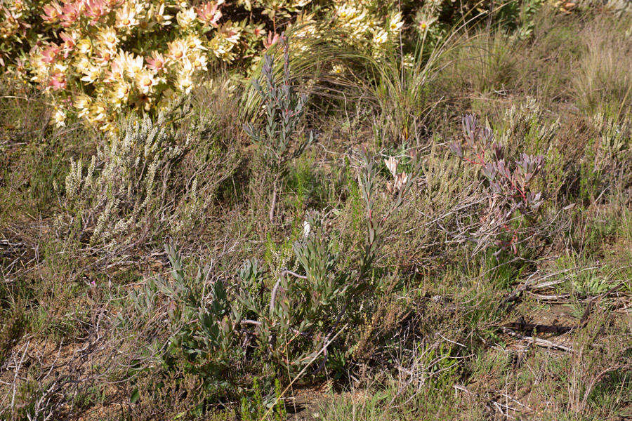 Plancia ëd Leucadendron discolor Buek ex Meissn.