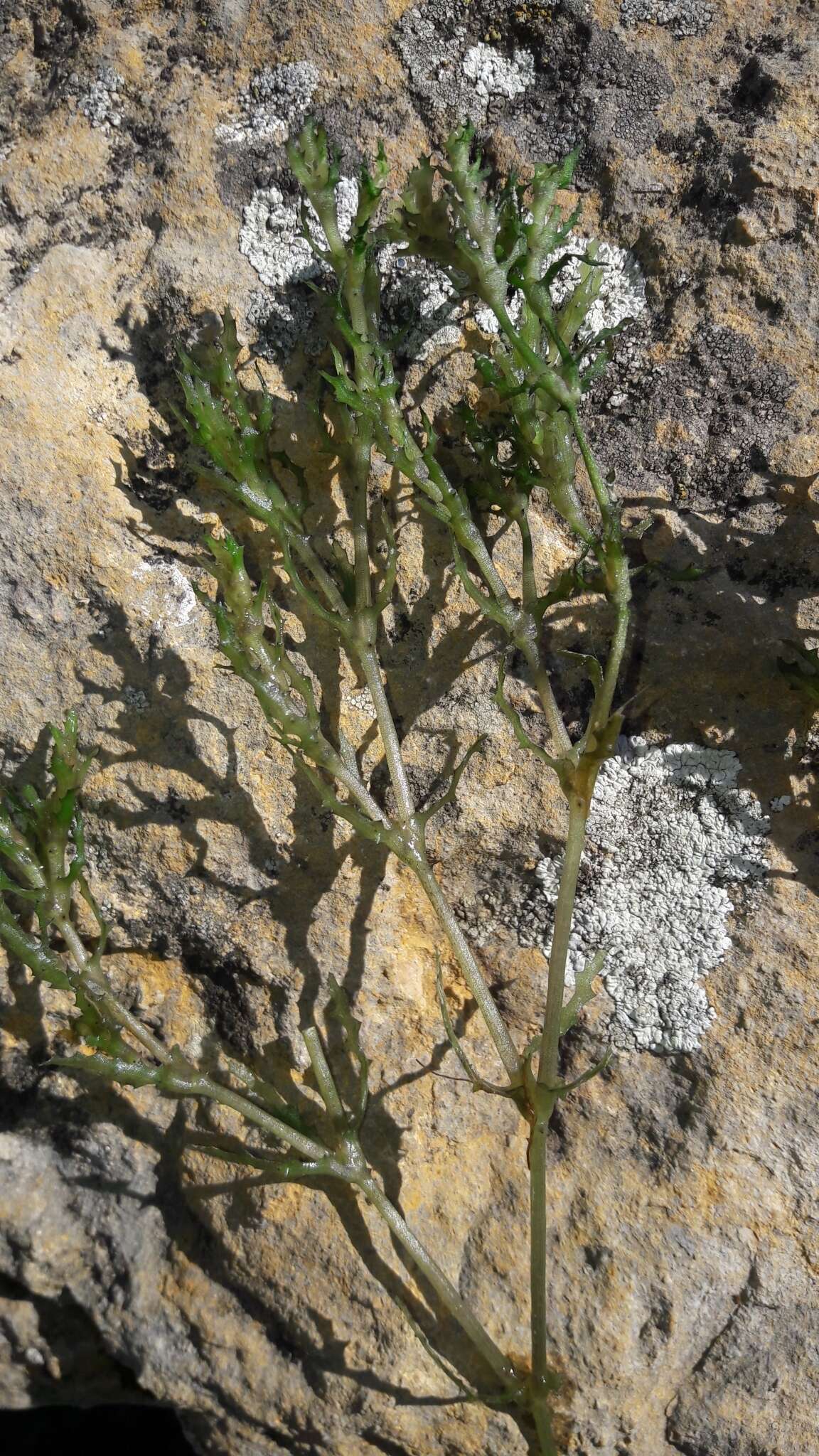 Image of Holly-leaved Naiad