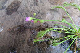 Image of Drosera collinsiae Brown ex Burtt Davy