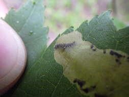 Image of Maple Leafblotch Miner