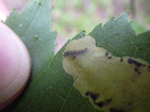 Image of Maple Leafblotch Miner