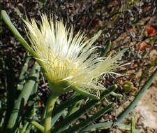 Imagem de Conicosia pugioniformis subsp. alborosea (L. Bol.) Ihlenfeldt & Gerbaulet