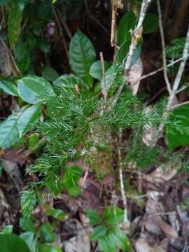 Image of Asparagus simulans Baker