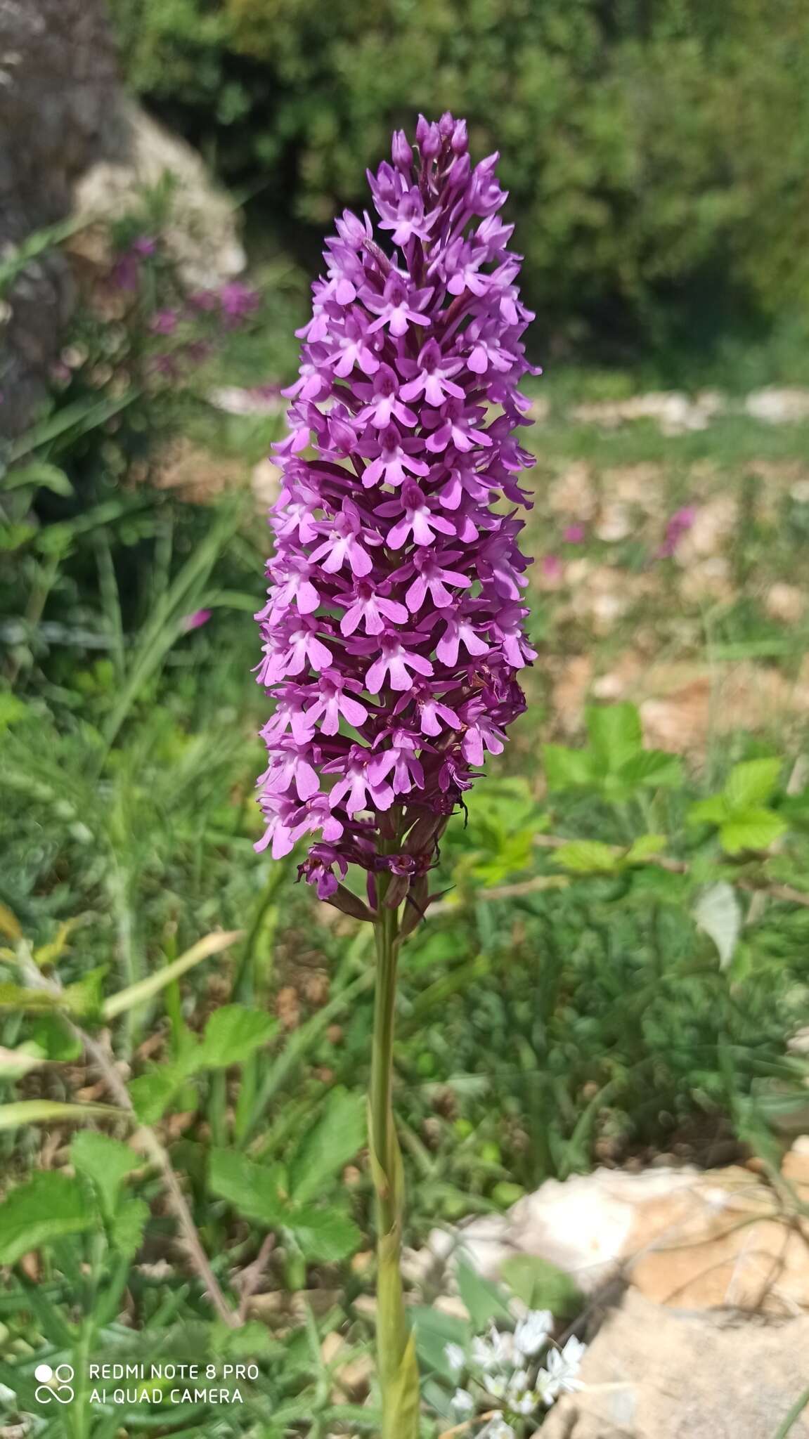 Image of Anacamptis pyramidalis var. pyramidalis