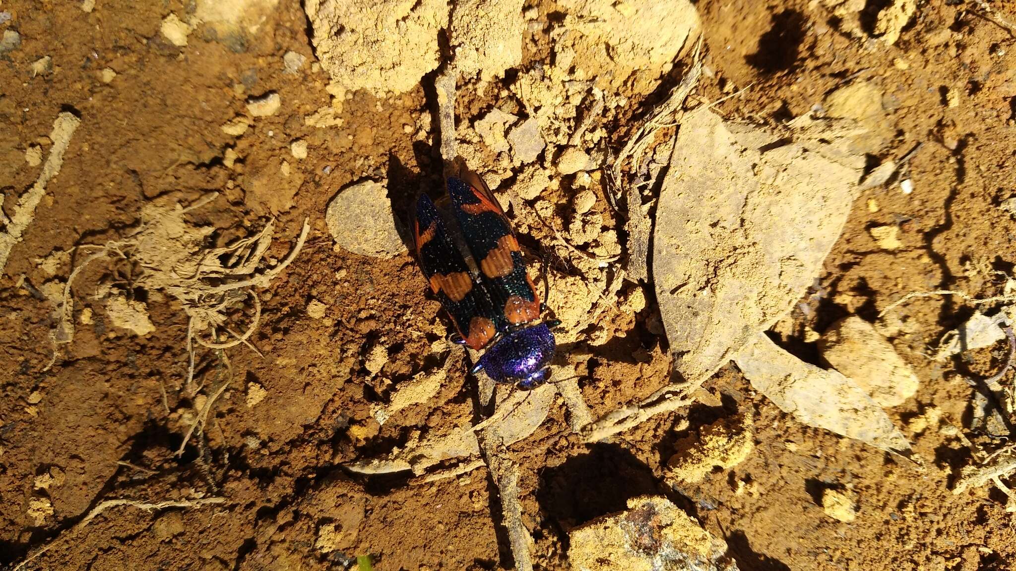 Image of Castiarina insularis (Blackburn 1897)