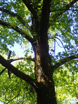 Image of Oriental Sweetgum